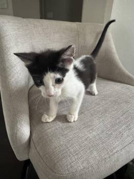 Lucy -  Domestic Short Hair Cat for Adoption in Lafayette, Colorado - Lucy | PetCurious