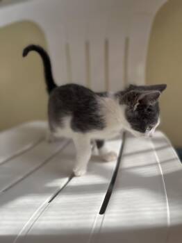 Rescue Domestic Short Hair Cats for Adoption in Columbia, South Carolina - Birch | PetCurious