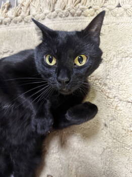 Rescue Domestic Short Hair Cats for Adoption in Champaign, Illinois - Roxy | PetCurious