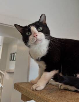 Rescue Domestic Short Hair Cats for Adoption in Chicago, Illinois - Rita - The Tilted Cutie! | PetCurious