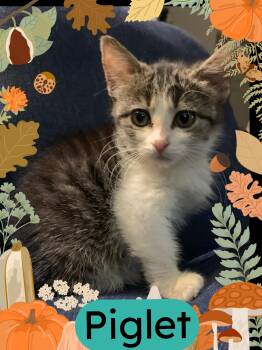 Rescue Tabby and Domestic Short Hair Cats for Adoption in Pasco, Washington - Piglet | PetCurious