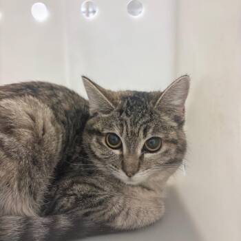 Wellsy -  Domestic Short Hair Cat for Adoption in Reno, Nevada - Wellsy | PetCurious