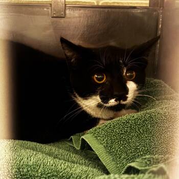 Trix -  Domestic Short Hair Cat for Adoption in Bristol, Indiana - Trix | PetCurious