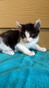 Pyroclastic Flow (Black) -  Domestic Short Hair Cat for Adoption in Clarksville, Tennessee - Pyroclastic Flow (Black) | PetCurious
