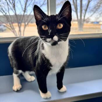Domestic Short Hair Cats Available for Adoption - Heath | PetCurious