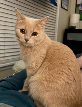 Domestic Short Hair Cats Available for Adoption - Lulubelle  | PetCurious