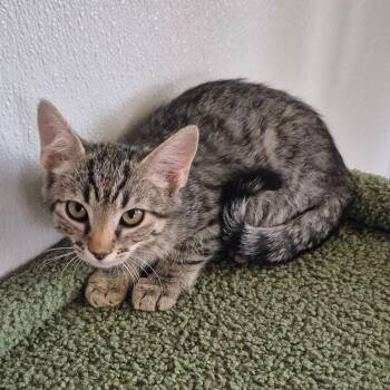 Trish/jake -  Domestic Medium Hair Cat for Adoption in Kingman, Arizona - Trish/jake | PetCurious