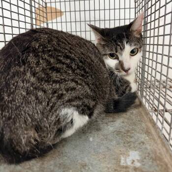 Kiernan -  Domestic Short Hair Cat for Adoption in Edinburg, Texas - Kiernan | PetCurious