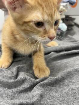 Domestic Short Hair Cats Available for Adoption in Fort Lauderdale, Florida - HANK | PetCurious
