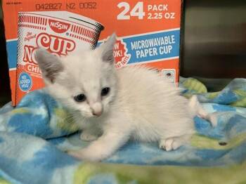 CHICKEN NOODLE -  Domestic Short Hair Cat for Adoption in Grand Prairie, Texas - CHICKEN NOODLE | PetCurious