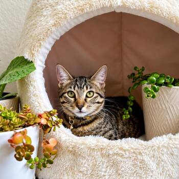 Olivia Von Whiskers -  Tabby and Domestic Short Hair Cat for Adoption in Friendswood, Texas - Olivia Von Whiskers | PetCurious