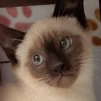 Watson -  Siamese Cat for Adoption in Richmond, Virginia - Watson | PetCurious