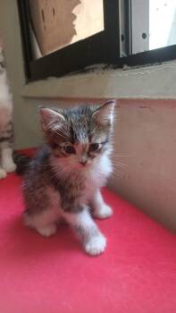 Domestic Medium Hair and Ragamuffin Cats Available for Adoption in Brampton, Ontario - Ozzie | PetCurious