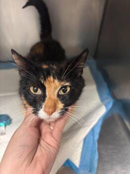 Rose -  Domestic Short Hair Cat for Adoption in Morgantown, Kentucky - Rose | PetCurious