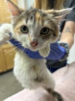 Papyrus -  Domestic Short Hair Cat for Adoption in Sacramento, California - Papyrus | PetCurious