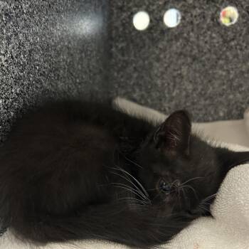 Mystic -  Domestic Medium Hair Cat for Adoption in League City, Texas - Mystic | PetCurious
