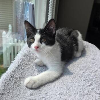 Smithsonian--In Foster -  Domestic Short Hair Cat for Adoption in Fargo, North Dakota - Smithsonian--In Foster | PetCurious