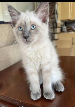 Jazoni -  Siamese and Domestic Medium Hair Cat for Adoption in Missouri City, Texas - Jazoni | PetCurious