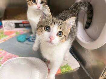 DAISY -  Domestic Short Hair Cat for Adoption in Fort Wayne, Indiana - DAISY | PetCurious