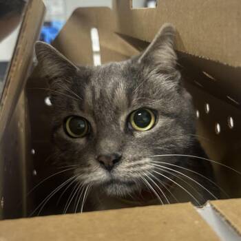 Domestic Short Hair Cats Available for Adoption in Newark, New Jersey - Catness | PetCurious