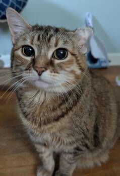 Trix -  American Shorthair Cat for Adoption in Harrisburg, Pennsylvania - Trix | PetCurious
