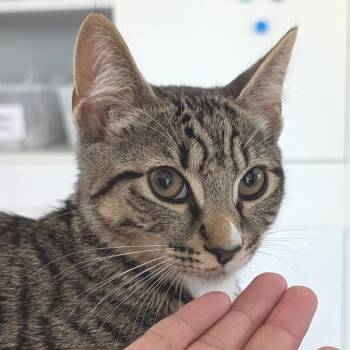 Candy -  Domestic Short Hair Cat for Adoption in Chapel Hill, North Carolina - Candy | PetCurious