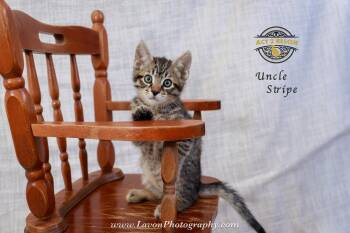 Domestic Short Hair Cats Available for Adoption in Riverside, California - Uncle Stripe | PetCurious