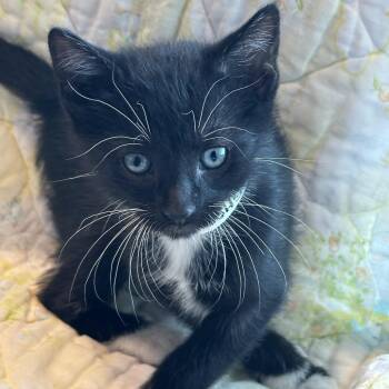 Domestic Short Hair Cats Available for Adoption in Matteson, Illinois - Tony Tony Chopper | PetCurious