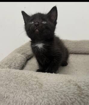 Domestic Short Hair Cats Available for Adoption in Paulina, Louisiana - Mickey | PetCurious