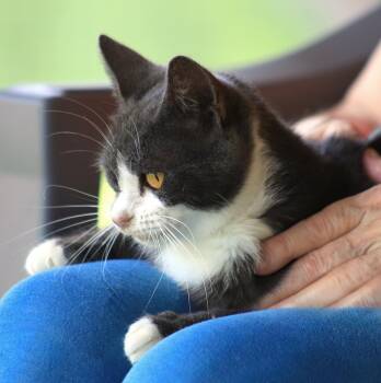 Rescue Domestic Short Hair Cats for Adoption in North Fort Myers, Florida - Faith | PetCurious