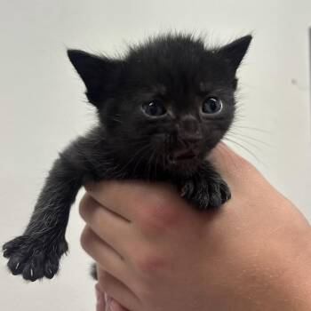 Jane -  Domestic Short Hair Cat for Adoption in Tampa, Florida - Jane | PetCurious