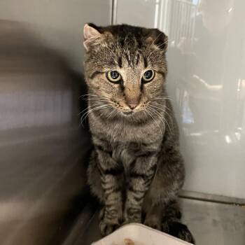 CAULIFLOWER -  Domestic Short Hair Cat for Adoption in Abilene, Texas - CAULIFLOWER | PetCurious