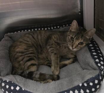 Domestic Short Hair Cats Available for Adoption - Patricia | PetCurious