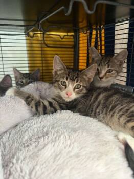 TAKAHE -  Domestic Short Hair Cat for Adoption in Hagerstown, Maryland - TAKAHE | PetCurious