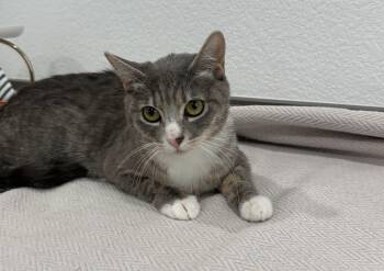 Cherry -  Domestic Short Hair Cat for Adoption in Las Vegas, Nevada - Cherry | PetCurious