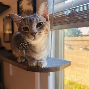 Rescue American Shorthair Cats for Adoption in Peoria, Arizona - Miles (and June) | PetCurious