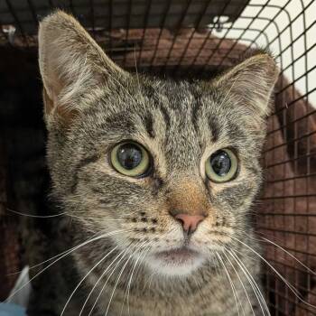 Domestic Short Hair Cats Available for Adoption in Redwood City, California - Jetsam | PetCurious