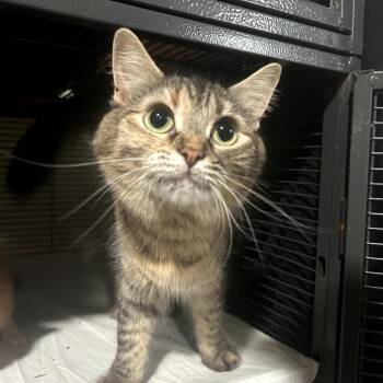 Sasha -  Domestic Medium Hair Cat for Adoption in Midland, Texas - Sasha | PetCurious