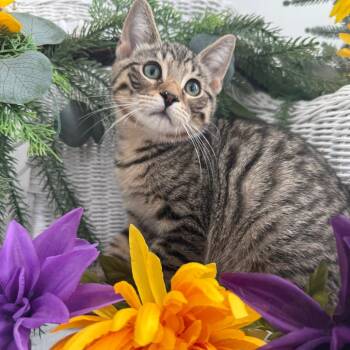 Bear Ferd 56430 -  Domestic Short Hair Cat for Adoption in Eaton Rapids, Michigan - Bear Ferd 56430 | PetCurious
