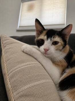 Pua 3568 -  Domestic Short Hair Cat for Adoption in Dallas, Texas - Pua 3568 | PetCurious