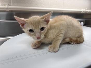 NACHCO -  Domestic Short Hair Cat for Adoption in Grand Prairie, Texas - NACHCO | PetCurious