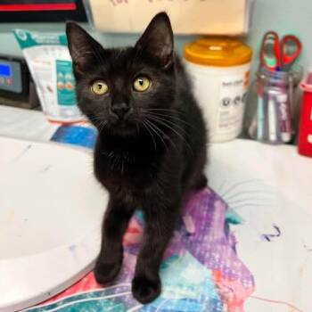 Black Beauty -  Domestic Short Hair Cat for Adoption in Edwardsville, Illinois - Black Beauty | PetCurious