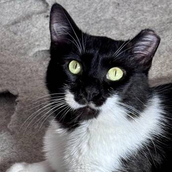 Domestic Short Hair Cats Available for Adoption in Chapel Hill, North Carolina - Tuna Thomas | PetCurious