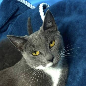 Rescue Domestic Short Hair Cats for Adoption in Pottsville, Pennsylvania - Mercedes | PetCurious