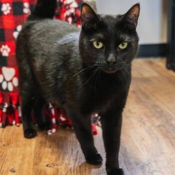 Domestic Short Hair Cats Available for Adoption - Jake | PetCurious