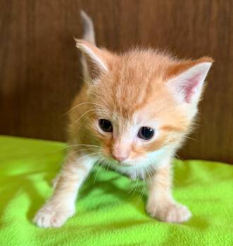 Hawthorn -  Domestic Short Hair Cat for Adoption in Columbia, Illinois - Hawthorn | PetCurious