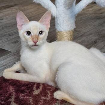Sparky -  Domestic Short Hair and Siamese Cat for Adoption in Lewisville, Texas - Sparky | PetCurious