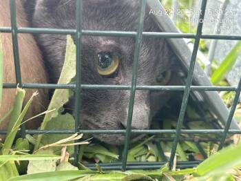 STERLING -  Domestic Short Hair Cat for Adoption in Ocala, Florida - STERLING | PetCurious