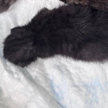 LUMBE (Lumbert) -  Domestic Short Hair Cat for Adoption in Memphis, Tennessee - LUMBE (Lumbert) | PetCurious