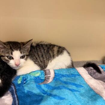 Lil Googie (pink collar) -  Domestic Short Hair Cat for Adoption in Philadelphia, Pennsylvania - Lil Googie (pink Collar) | PetCurious